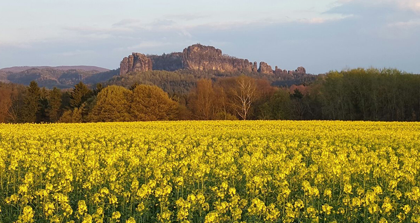 Schrammsteine mit Falkenstein